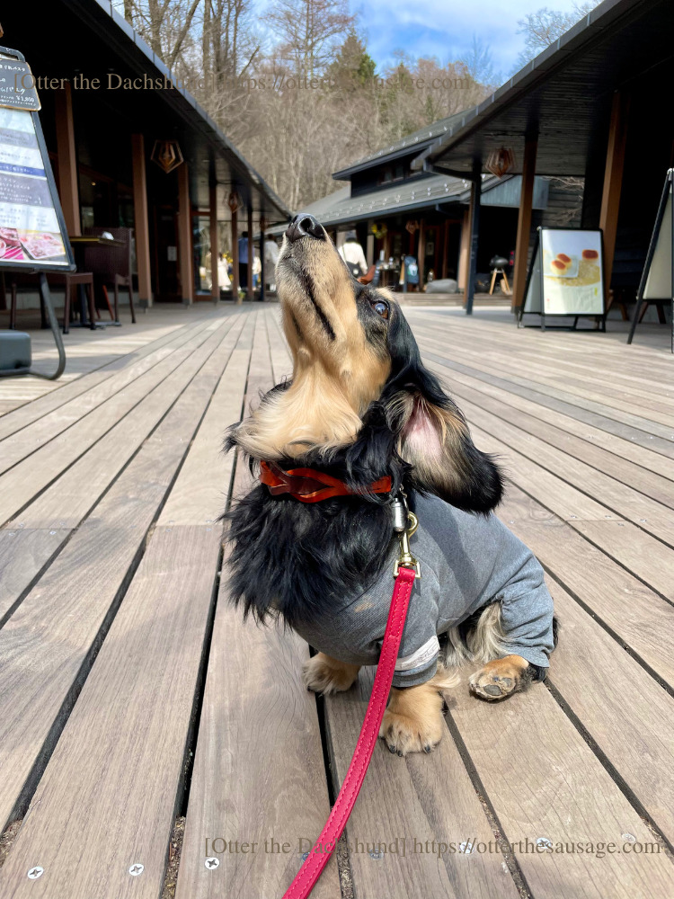 photo_travel with dogs_karuizawa_hang out with dogs_犬旅_犬連れ旅行_犬とお出かけ_軽井沢_ハルニレテラス_Otter the Dachshund_オッター_カニンヘンダックスフンド_Harunire Terrace_202303